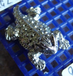 detail_2656_HT-Z23_Horned_Toad.jpg