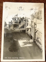 Post Card - 1940's Fish Counting Station