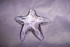 thumb_3935_starfish_2.jpg