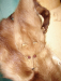 detail_40_3_mink_stole_close_up_face.jpg